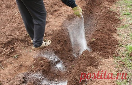 Подкормка картофеля минеральными удобрениями
Подкормка картофеля минеральными удобрениями
Основной культурой, выращиваемой на большинстве участков, является картофель, так как употребляется в каждой семье круглый год. Для получения хорошего урожая культуры требуется соблюдение многих условий, основным из которых является плодородность почвы, улучшение и повышение которой достигается путем внесения удобрений не только органических, но и минеральных.
Влияние минерального удобрения на урожай кар