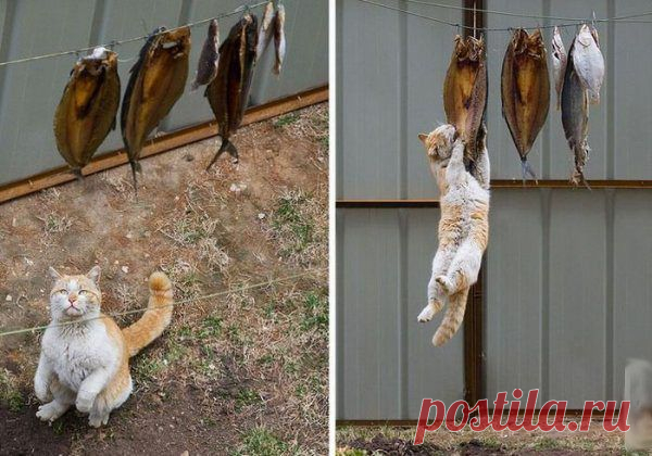 30 веселых фотографий с животными / Питомцы