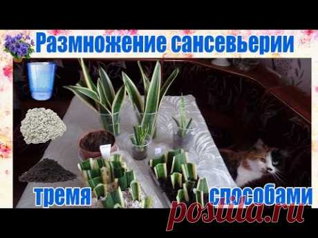 Размножение сансевьерии (сансевиера, сансивьерия, Sansevieria) тремя способами  в домашних условиях.