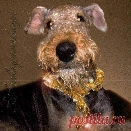 Ошейник для собак: «ЗОЛОТОЙ ЭЛЬФ» Коллекция: «РОЖДЕСТВО» ESAA-DOG-CHRISTMAS-GOLDEN ELF-20001-2013 Elena Srebryanskaya / Елена Сребрянская / ES Elf Silvery / Серебристый Эльф / ES
