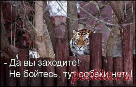 ))