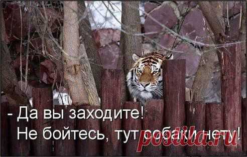 ))