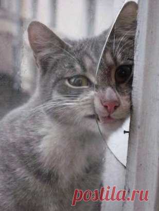 - Извините!!! А вам мышелов не нужен???