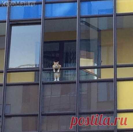 Хозяйка, не забудь сосиски купить!