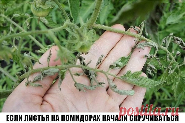 Сохраните к себе на стену, чтобы не потерять!

Причин сворачивания листьев у томатов очень много. Но по характеру скручивания можно точно угадать, чем мы не угодили высаженной рассаде.

Крутятся кверху «лодочкой»

Тут всего два виновника:

1. Картофельная тля, которая сидит на стеблях и, несмотря на мелкие размеры, скручивает листву кверху. Справиться с ней сложности не составит – опрыскайте помидоры любым препаратом от колорадского жука: Танрег, Конфидор, Искра, и она пог...