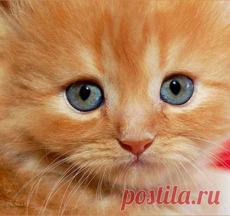 Страна Полезных Советов