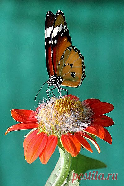 бабочки