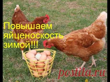 Как повысить яйценоскость у кур зимой. 3 способа.Chickens. - YouTube