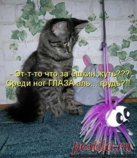 Наши забавные друзья 76 | Домохозяйки