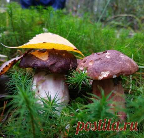 Грибная пара в осеннем лесу.