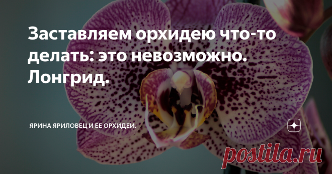 Заставляем орхидею что-то делать: это невозможно. Лонгрид. Я уже писала, что заставить орхидею в неурочное время отрастить что-то практически нереально. Теперь я хотела бы привести иллюстрации к этому тезису.