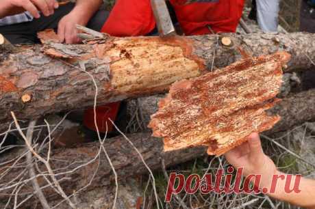5 самых частых проблем с хвойными и их решение