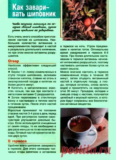 Как заваривать шиповник