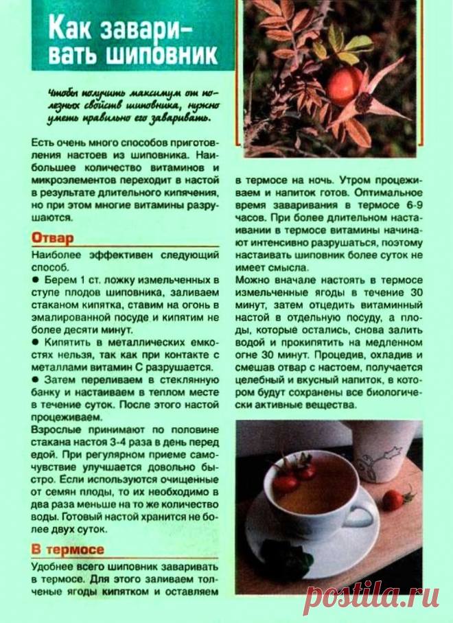 Как заваривать шиповник