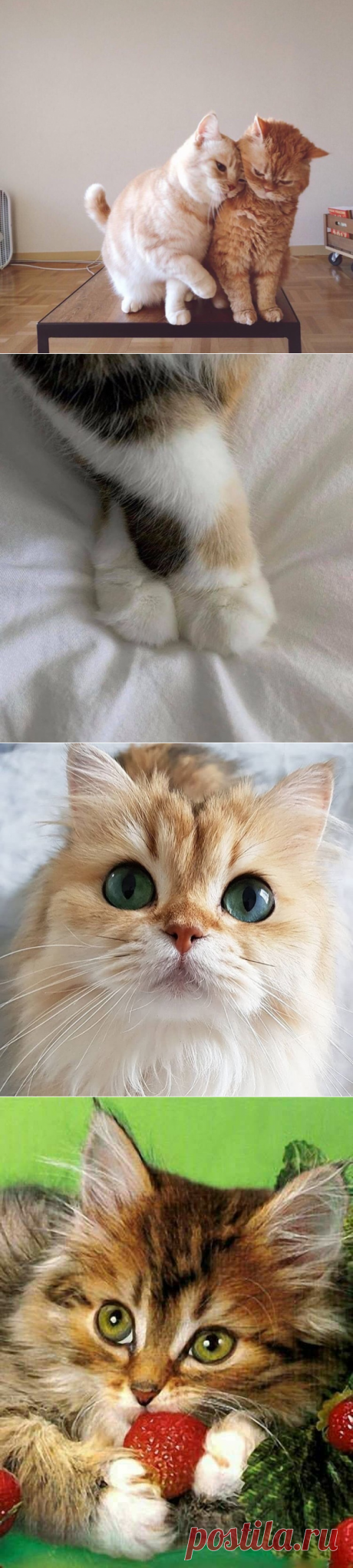 Ах, эти удивительные кошечки!..