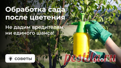 Обработка сада после цветения: как все сделать правильно и сохранить урожай | GEON.RU | Магазин инструментов | Дзен