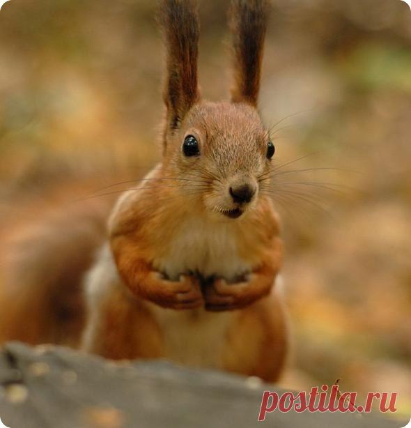 ТАМАРА КОЛИНЧЕНКО - Киев, Украина на Мой Мир@Mail.ru