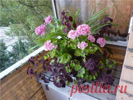 Микс в одном горшке - Все о комнатных растениях на flowersweb.info