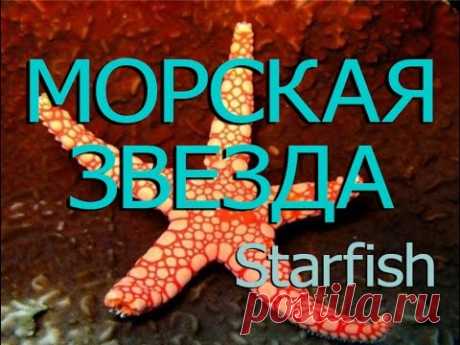 Морская звезда — Starfish - YouTube