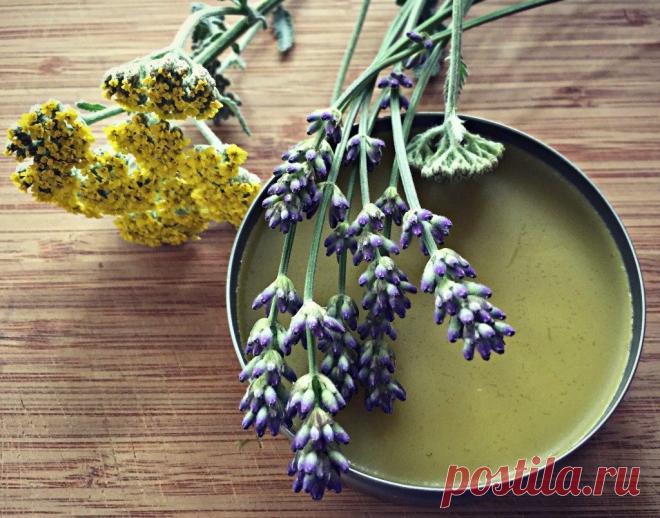 10 Reasons to Grow Lavender