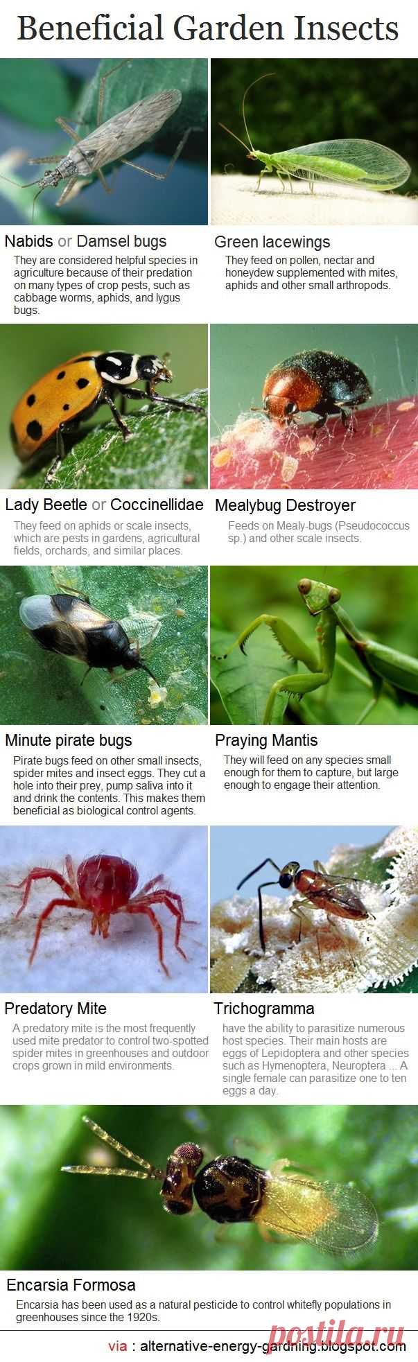 Alternative Gardning: Beneficial Garden Insects