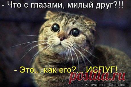 Юмор ✓ Позитив ✓ Приколы