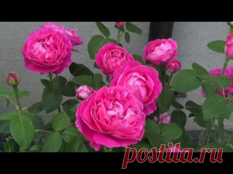 Видеофон САДОВЫЕ РОЗЫ 6