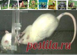 Крысам важнее не шоколад, а спасение друга | Все умницы
Чувство сострадания (способность к эмпатии) заставляет крыс спасать товарищей из воды - вывод эксперимента по изучению поведения крыс после теста на альтруизм
http://vse-umnici.ru/krysam-vazhnee-ne-shokolad-a-spasenie-druga/