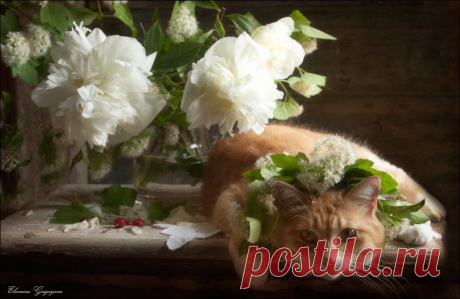 35PHOTO - Eleonora Grigorjeva - Про красные вишенки, белые пионы и рыжую кошку