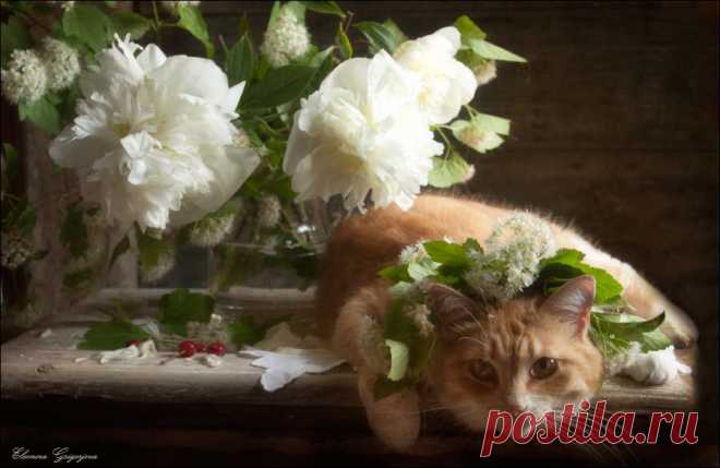 35PHOTO - Eleonora Grigorjeva - Про красные вишенки, белые пионы и рыжую кошку