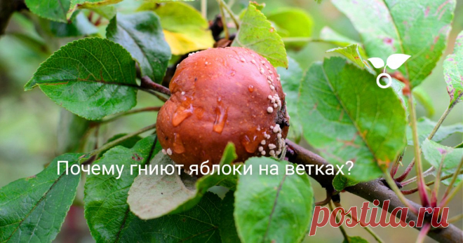 Почему гниют яблоки на ветках? Одна из проблем при выращивании яблони — плоды, гниющие на дереве. Что это такое и как с этим бороться? Почему гниют яблоки на ветках и как предупредить эту неприятность, расскажем в статье.