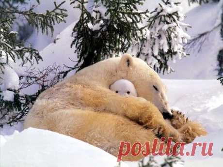 Polar Snuggle