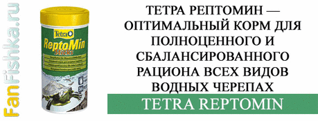 Красноухая черепаха в домашних условиях: содержание, уход, кормление, фото-видео обзор