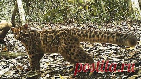marbled cat – Google Поиск