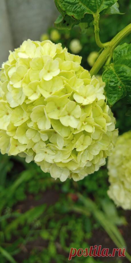 Снежная красавица- бульденеж. | Цветочный рай и хозяйство | Яндекс Дзен