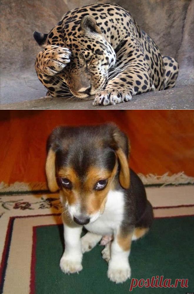 сообщение lipa_fv : СТЕСНИТЕЛЬНЫЕ ЖИВОТНЫЕ (13:19 29-10-2015) [4843185/375441239] - diana_1953@mail.ru - Почта Mail.Ru