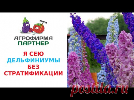 Я СЕЮ ДЕЛЬФИНИУМЫ БЕЗ СТРАТИФИКАЦИИ