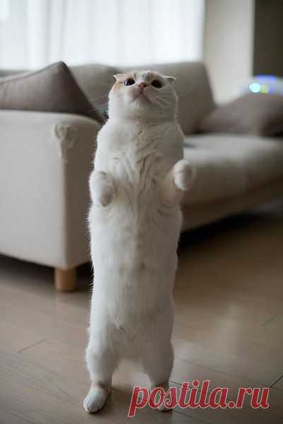 Котизм
