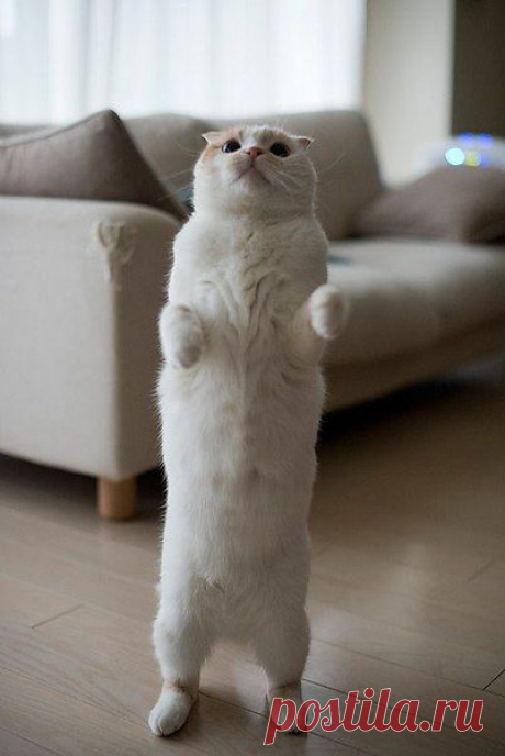 Котизм