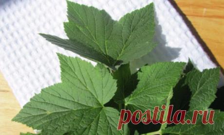 Как проверить кислотность почвы народным методом за 10 минут | Твоя усадьба | Яндекс Дзен