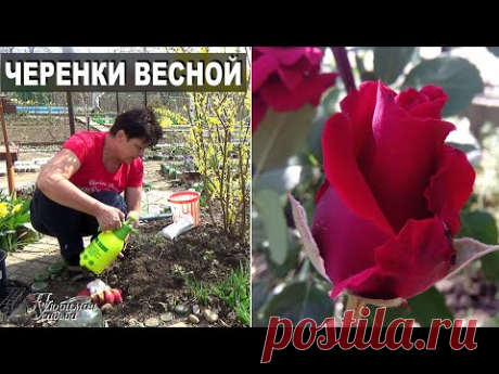 Черенки роз весной пошли в рост  Как ухаживать чтобы они не погибли