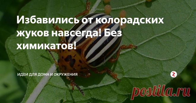 Избавились от колорадских жуков навсегда! Без химикатов! Вот уж, и правда, очень удивило!