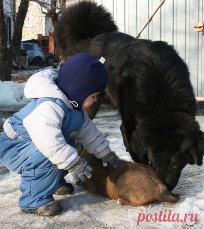 Сенечка и Юмочка с рыженькой девчонкой - монгольской собачонкой.