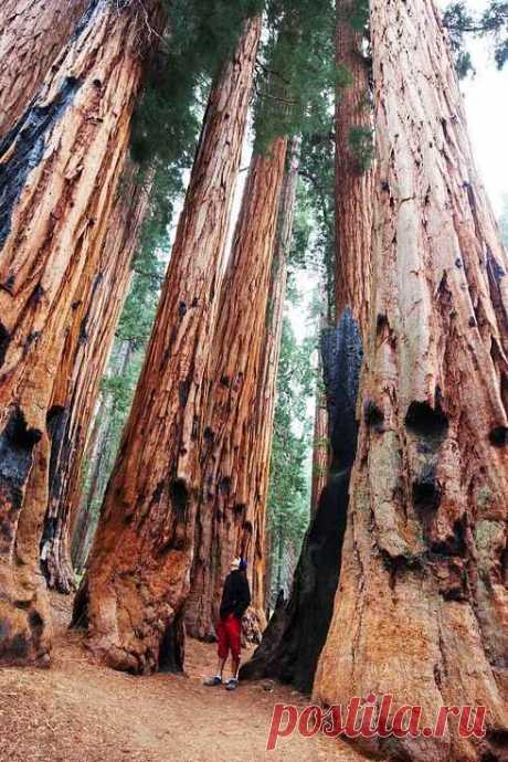 Sequoia National Park, California 29 Surreal Places In America You Need To Visit Before You Die  |  Найдено на сайте buzzfeed.com.