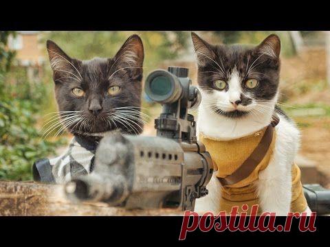 Кошки против зомби