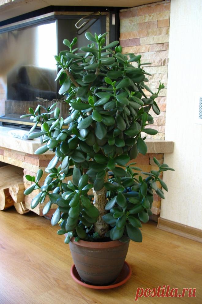 Денежное дерево: способы применения в народной медицине — Черная пантера