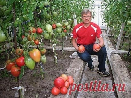 ВСЕ ЧТО НУЖНО ЗНАТЬ О ТОМАТАХ! ШПАРГАЛКА НА ЛЕТО

Дедовский рецепт для томатов

Этот полузабытый дедовский рецепт я выписала из старой газетной подшивки, но опробовать все не было времени. Решилась наконец в прошлом году.
Рецепт очень прост.
В трехлитровую банку заливаю 2,6-2,7 л воды без хлора (отстоянной), добавляю 100 г разведенных теплой водой дрожжей и 0,5 ст. сахара.
Накрыв марлей, держу банку в тепле, время от времени взбалтывая содержимое.
Раствор готов, когда зако...