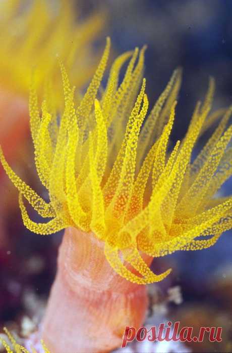 Прекрасные и удивительные коралловые рифы / Туристический спутник