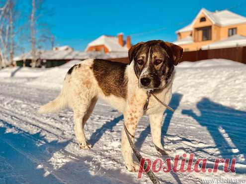 Очень умная и благодарная собака Герда ищет семью! — животные в дар | Птичка.ру
