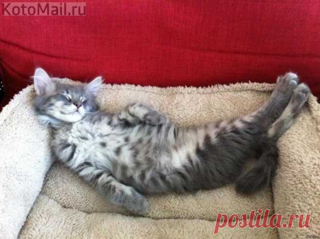 Ну, вот позавтракал! Теперь можно и поспать..